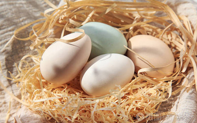 蛋